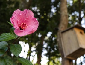 东富聚花卉与贵阳黔景园艺，花卉艺术的璀璨绽放富贵园东花市